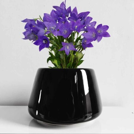 Black Glossy Ceramic pot bowl shape for indoor plants